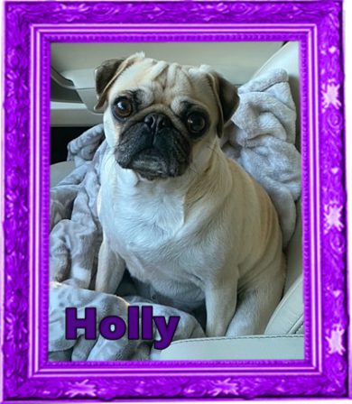 Bai-Lei's/Aiken's Christmas puppy Holly at 2 years old - Adult Fawn Pug | Do not make the mistake of treating your dogs like humans or they will treat you like dogs.