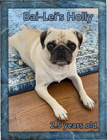 The Tressler Family loves their Holly - Adult Fawn Pug | If you think dogs can't count, try putting three dog biscuits in your pocket and give him only two of them.