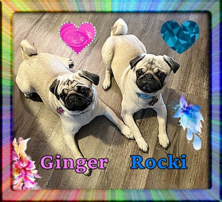 BRP will be welcoming Ginger & Rocki to our pack 4.15.23 - Adult Fawn Pug | No Matter how little money and how few possessions you own, having a dog makes you rich.