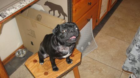 Yep, I got it. - Adult Black Pug | Dogs feel very strongly that they should always go with you in the car, in case the need should arise for them to bark violently at nothing, right in your ear.
