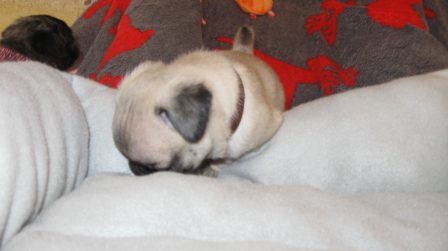 Soooo Sleepy - Fawn Pug Puppies | Once you have had a wonderful dog, a life without one is a life diminished.
