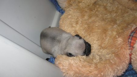 Tough climb - Silver-Fawn Pug Puppies | No one appreciates the very special genius of your conversation as the dog does.