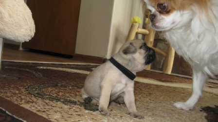 Hey - you're not mom! - Fawn Pug Puppies | If you pick up a starving dog and make him prosperous he will not bite you. This is the principal difference between a dog and man.