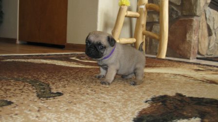 Dynamite comes in small packages - Fawn Pug Puppies | I've seen a look in dogs' eyes, a quickly vanishing look of amazed contempt, and I am convinced that basically dogs think humans are nuts.