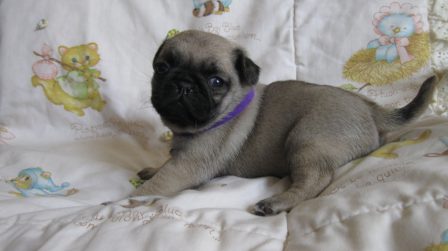 Think I'll kick back awhile - Fawn Pug Puppies | Such short lives our dogs have to spend with us, and they spend most of it waiting for us to come home each day.