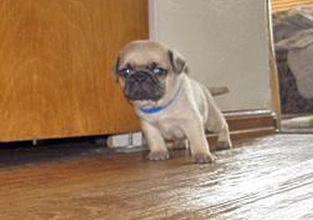 Practicing My Boat Maneuver - Fawn Pug Puppies | My goal in life is to be as good of a person my dog already thinks I am.