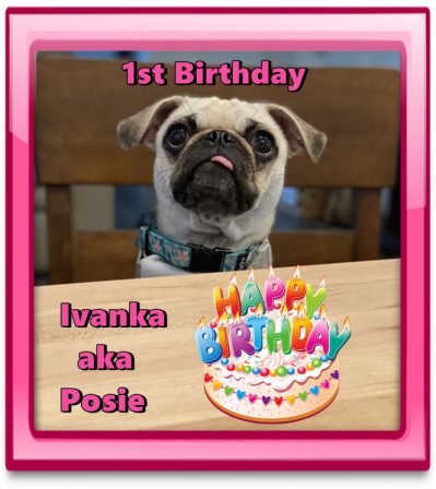 Lucy's & Aiken's sweet girl Ivanka/Posie on her 1st B-day - Adult Fawn Pug | No Matter how little money and how few possessions you own, having a dog makes you rich.