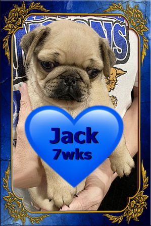 Jack is one of Dixie's/Aiken's puppies - Apricot Pug Puppies | Money will buy you a pretty good dog, but it won't buy the wag of his tail.