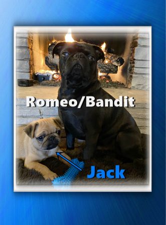 Jack with another BRP pug Romeo/Bandit - Multiple Color Pugs - Puppies and Adults | Dogs love their friends and bite their enemies, quite unlike people, who are incapable of pure love and always mix love and hate.