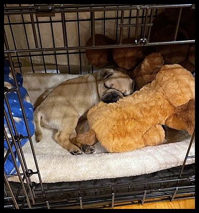 Dixie's/Aiken's Jack fast asleep on his fur buddy - Apricot Pug Puppies | If you think dogs can't count, try putting three dog biscuits in your pocket and give him only two of them.