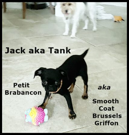 I stole all of the JRT's balls and hid them in my kennel. - Black Pug Puppies | If dogs could talk, perhaps we would find it as hard to get along with them as we do with people.