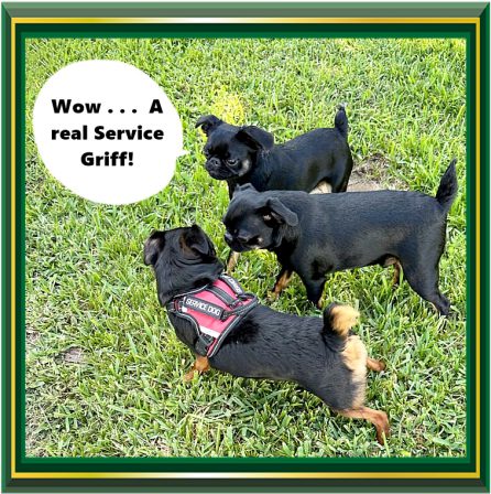 Griff play date with Kona, Jack/Tank, and Hudson in FL - Black Pug - Puppies and Adults | The dog was created specially for children. He is the god of frolic.