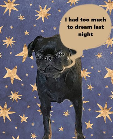 Yes, it is "dream" not "drink" says The Electric Prunes - Black Pug Puppies | I think we are drawn to dogs because they are the uninhibited creatures we might be if we weren't certain we knew better.
