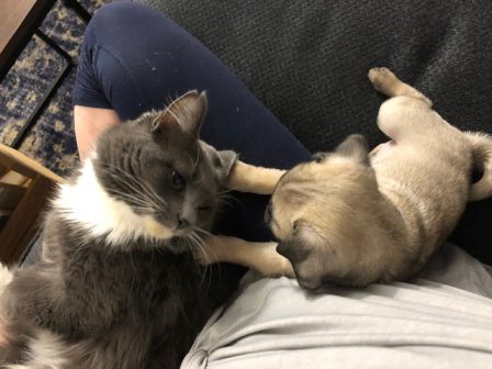 Pugs and kitties get along very well - Fawn Pug Puppies | Do not make the mistake of treating your dogs like humans or they will treat you like dogs.