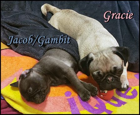Bella's Jacob/Gambit and Emily's Darcy/Gracie - Multiple Color Pugs - Puppies and Adults | Whoever said you can’t buy happiness forgot little puppies.