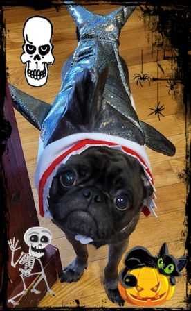 Gambit in his shark costume for Halloween '22 - Adult Black Pug | One reason a dog can be such a comfort when you're feeling blue is that he doesn't try to find out why.