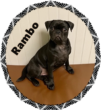 Jerry/Rambo posing for the camera - Black Pug Puppies | Petting, scratching, and cuddling a dog could be as soothing to the mind and heart as deep meditation and almost as good for the soul as prayer.