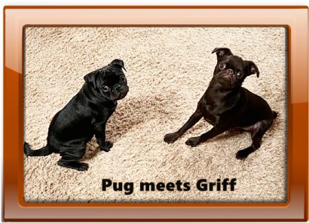 The Brussels Griffon was accepted by AKC in 1910 and is 1/3 pug - Multiple Color Pugs - Puppies and Adults | If you think dogs can't count, try putting three dog biscuits in your pocket and give him only two of them.