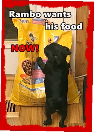 Mom, can you help me fill my dish?  This bag is big! - Black Pug Puppies | Dogs feel very strongly that they should always go with you in the car, in case the need should arise for them to bark violently at nothing, right in your ear.