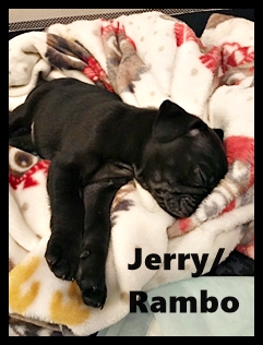 After that BIG bowl of food I had to take a nap! - Black Pug Puppies | Dogs feel very strongly that they should always go with you in the car, in case the need should arise for them to bark violently at nothing, right in your ear.