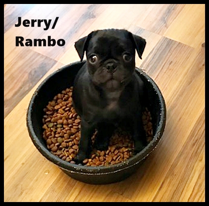 Well, mom filled my dish and I am protecting the contents! - Black Pug Puppies | The dog was created specially for children. He is the god of frolic.