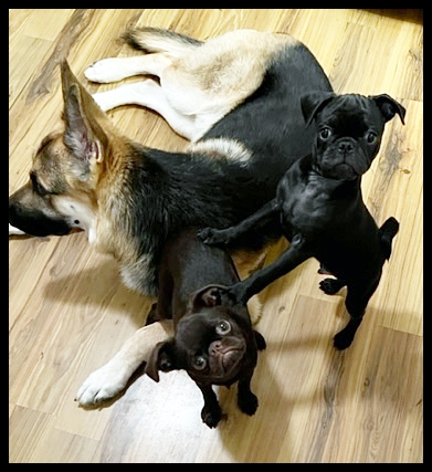 Is this a Kodak moment or what? - Multiple Color Pugs - Puppies and Adults | The only creatures that are evolved enough to convey pure love are dogs and infants.