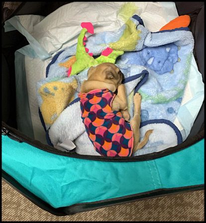 All the trappings needed for a day at work with mom - Apricot Pug Puppies | Old dogs, like old shoes, are comfortable. They might be a bit out of shape and a little worn around the edges, but they fit well.