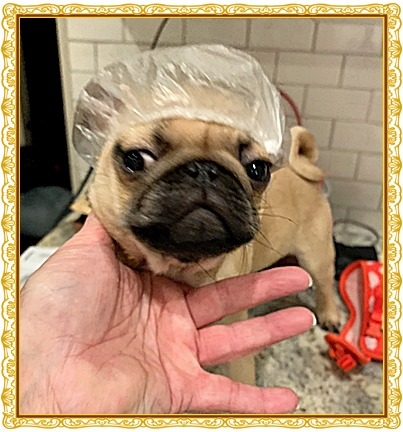 Princess Phoebe is now ready for her bath! - Apricot Pug Puppies | If dogs could talk, perhaps we would find it as hard to get along with them as we do with people.