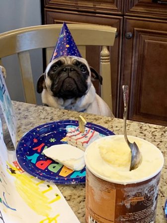 Brandy's Joey just waiting for the word to attack his cake! - Adult Fawn Pug | Money will buy you a pretty good dog, but it won't buy the wag of his tail.