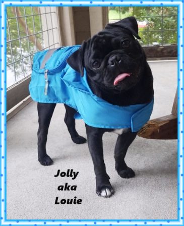 Stephanie & Bryan make sure  Louie is a "well dressed man"! - Adult Black Pug | I think we are drawn to dogs because they are the uninhibited creatures we might be if we weren't certain we knew better.