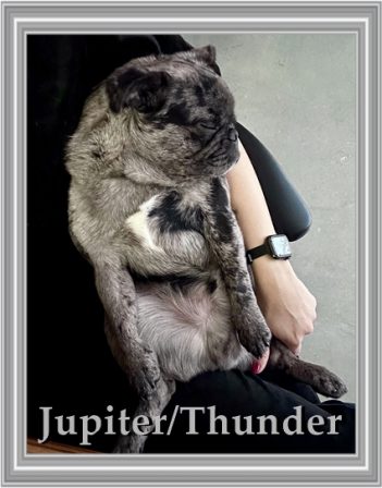 Thunder likes taking his nap in the most comfortable place - mommy's lap! - Merle Pug Puppies | If you pick up a starving dog and make him prosperous he will not bite you. This is the principal difference between a dog and man.