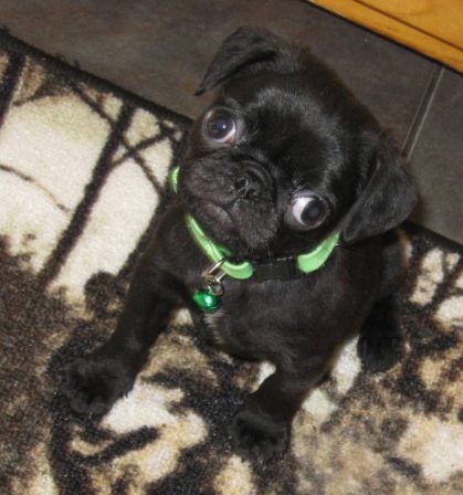 How Could Anyone Resist? - Black Pug Puppies | Money will buy you a pretty good dog, but it won't buy the wag of his tail.