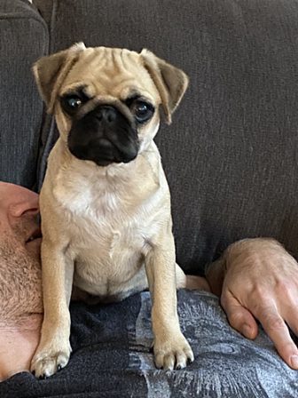 Doe your dad let you sleep on his face? - Apricot Pug Puppies | A dog can't think that much about what he's doing, he just does what feels right.