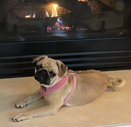 My 2nd favorite place to lay (1st is lap of mom or dad) - Fawn Pug Puppies | If dogs could talk, perhaps we would find it as hard to get along with them as we do with people.