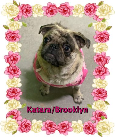 Maggie May's and Moody Blue's Katara aka Brooklyn - Merle Pug Puppies | Did you ever walk into a room and forget why you walked in? I think that is how dogs spend their lives.