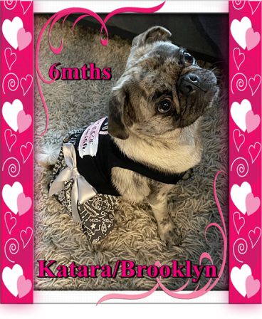 Lady Blue's/Sterling's Katara/Brooklyn at 6 months - Merle Pug Puppies | If I have any beliefs about immortality, it is that certain dogs I have known will go to heaven, and very, very few persons.