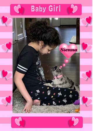 Sienna with Katara - The Look of Love! - Merle Pug Puppies | Dogs love their friends and bite their enemies, quite unlike people, who are incapable of pure love and always mix love and hate.