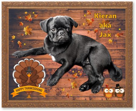 Well, just look at me posing for a Thanksgiving photo! - Black Pug Puppies | You really have to be some kind of a creep for a dog to reject you.
