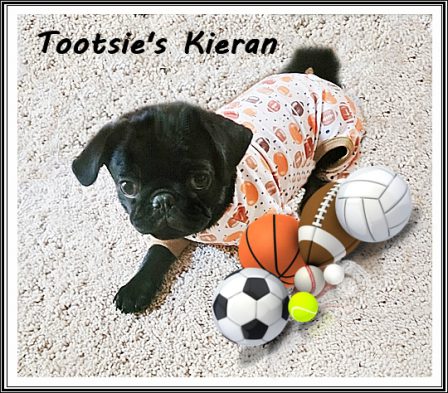 Tootsie's Kieran went to live in CO - Black Pug Puppies | Do not make the mistake of treating your dogs like humans or they will treat you like dogs.