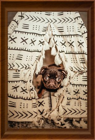 Bindi's teepee and she says "me casa su casa" - Multiple Color Pugs Puppies | If you don't own a dog, at least one, there is not necessarily anything wrong with you, but there may be something wrong with your life.