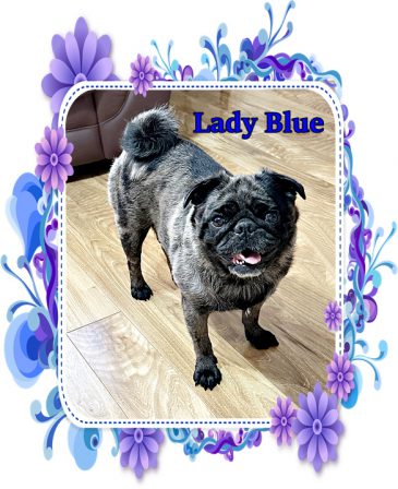 Lady Blue checking out her new home with Tiffany - Adult Merle Pug | The one absolutely unselfish friend that man can have in this selfish world, the one that never deserts him, the one that never proves ungrateful or treacherous, is his dog.