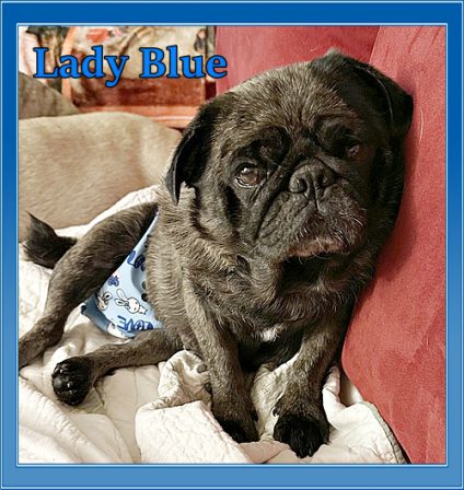 I don't care if there are bunnies on my diaper - I don't like it! - Adult Merle Pug | Every dog has his day, unless he loses his tail, then he has a weak-end.