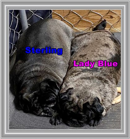 Sterling has retired but still likes the "ladies" - Adult Multiple Color Pugs | A dog will teach you unconditional love, if you can have that in your life, things won't be too bad.