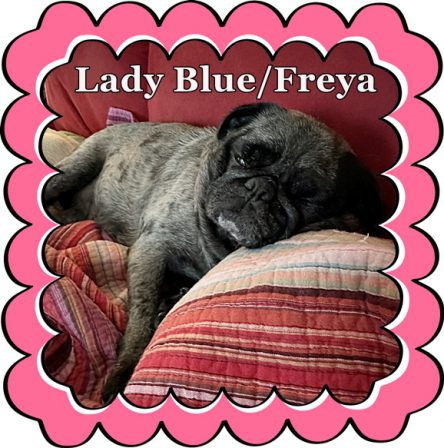 Lady Blue/Freya is a retired Blue Ridge Pugs Mama - Adult Merle Pug | The world would be a nicer place if everyone had the ability to love as unconditionally as a dog.