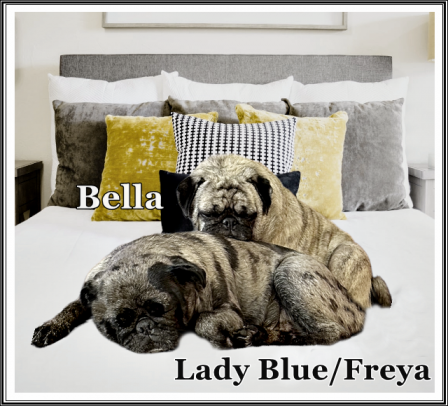 Aah retired Pug Life! - Adult Multiple Color Pugs | I think we are drawn to dogs because they are the uninhibited creatures we might be if we weren't certain we knew better.