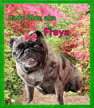 BRP's Lady Blue/Freya retired and now owned by Tiffany - Adult Merle Pug | He is your friend, your partner, your defender, you are his life, his love, his leader.