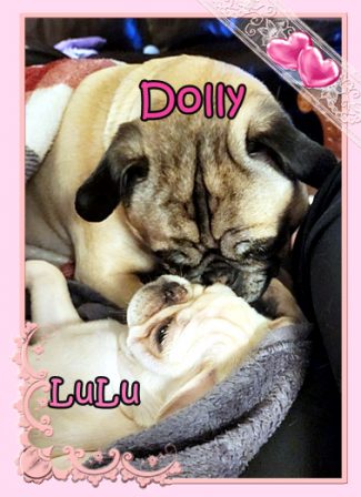 Poptart/Dolly and Lagertha/LuLu have the same pink heart on their noses - Multiple Color Pugs - Puppies and Adults | If you don't own a dog, at least one, there is not necessarily anything wrong with you, but there may be something wrong with your life.