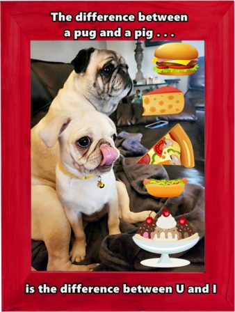 Pugs, pigs, all the same! - Multiple Color Pugs - Puppies and Adults | Every boy who has a dog should also have a mother, so the dog can be fed regularly.