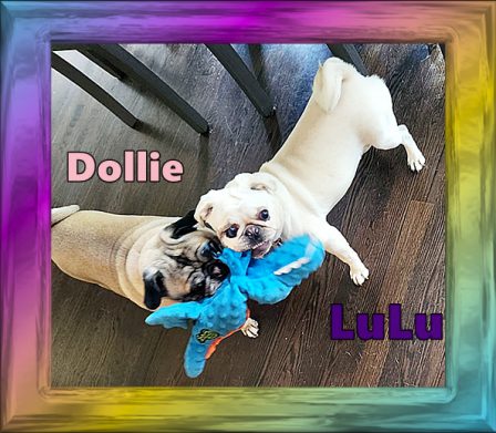 We are BFF's and share our toys! - Multiple Color Pugs - Puppies and Adults | The dog was created specially for children. He is the god of frolic.