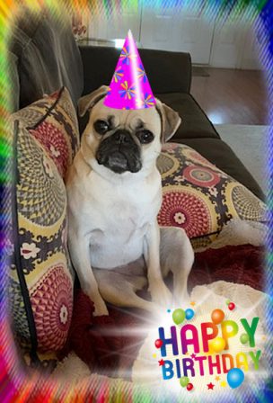 Bai-Lei's pretty girl Laura/Leia on her 1st B-day - Adult Fawn Pug | Old dogs, like old shoes, are comfortable. They might be a bit out of shape and a little worn around the edges, but they fit well.